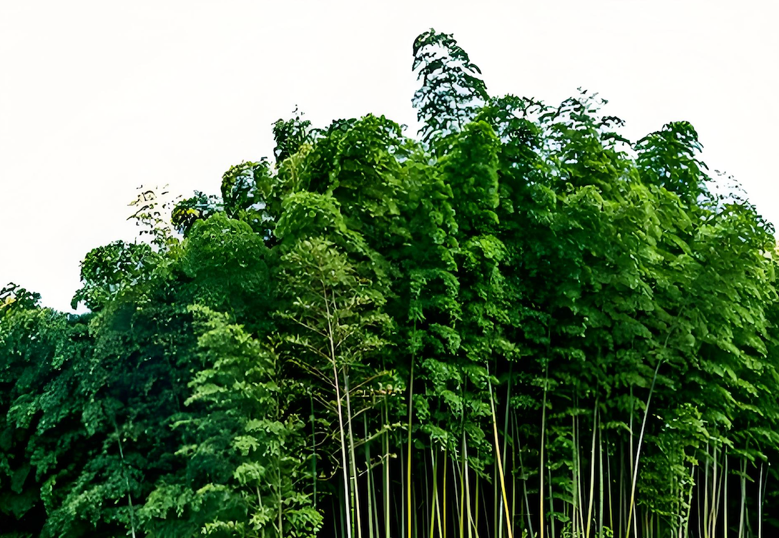 Why choose bamboo for making pencils？